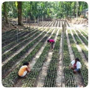 Organic Mexican Chiapas - Fair Trade
