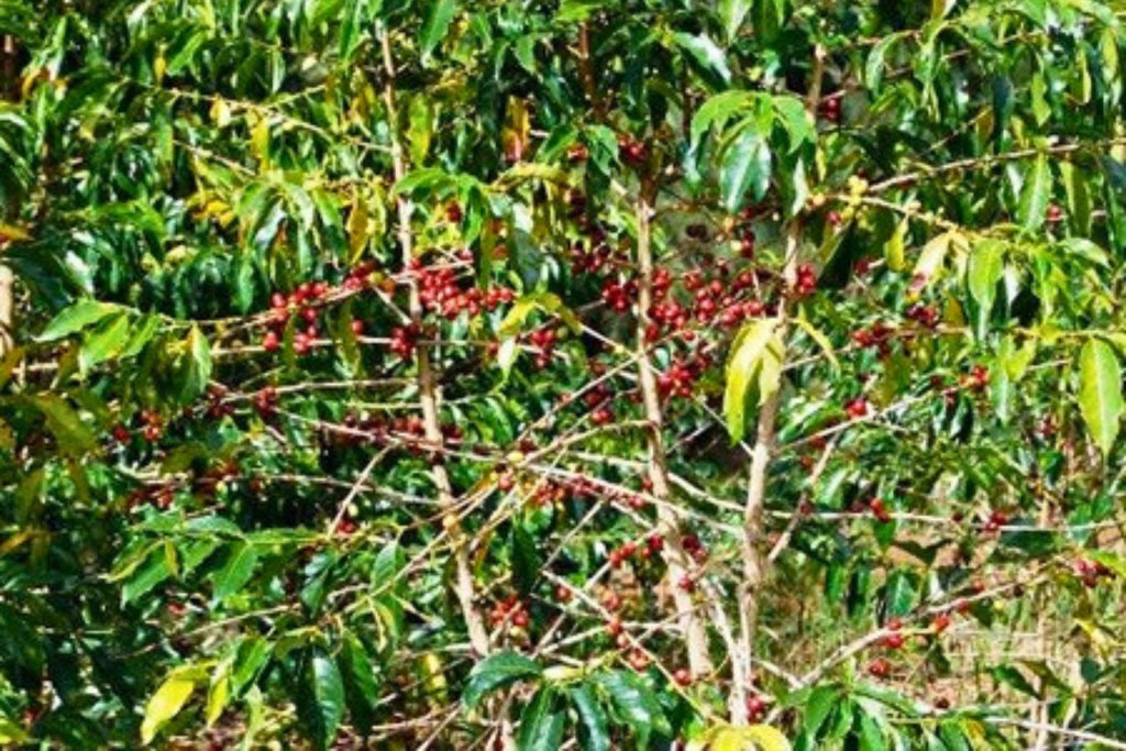 Papua New Guinea