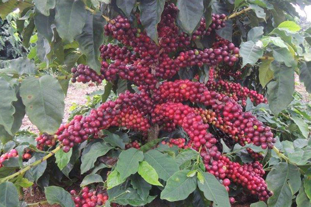 Brasil Cerrado