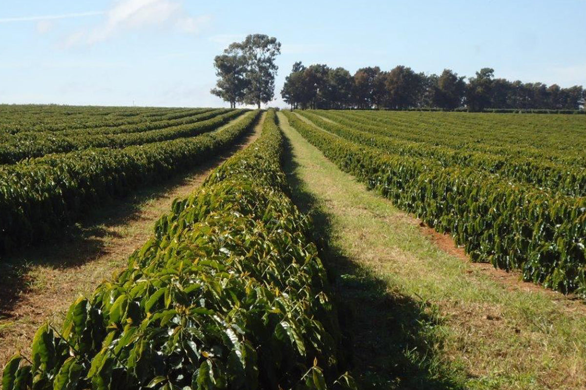 Brasil Cerrado