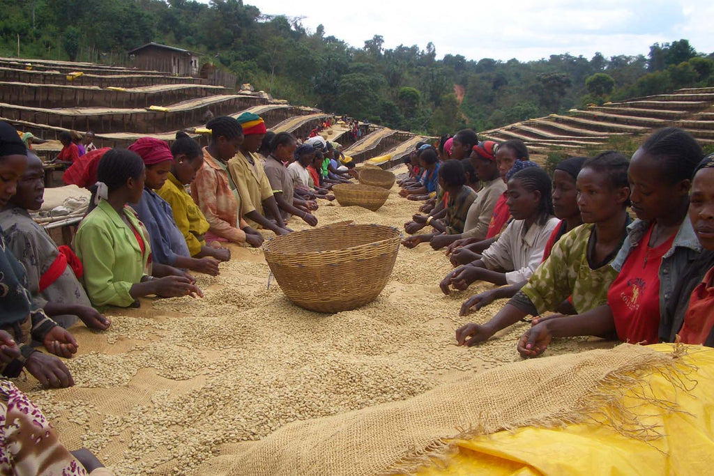 Ethiopian Yirgacheffe