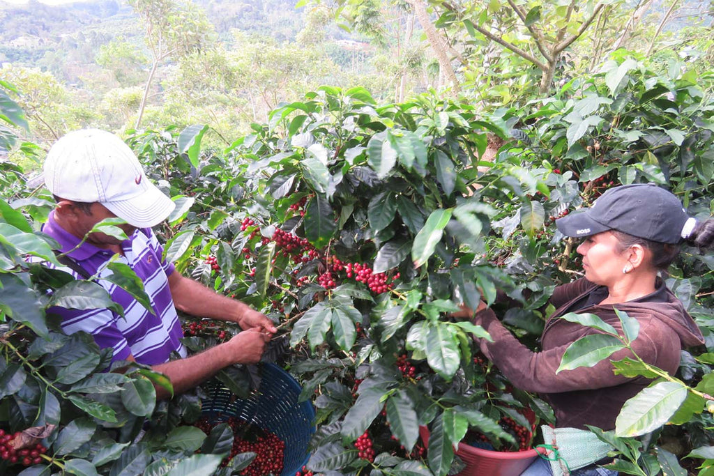 Costa Rican Tarrazu