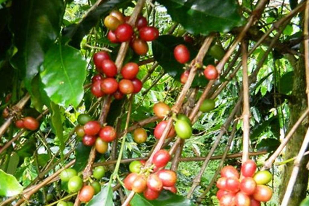 Sulawesi Kalossi