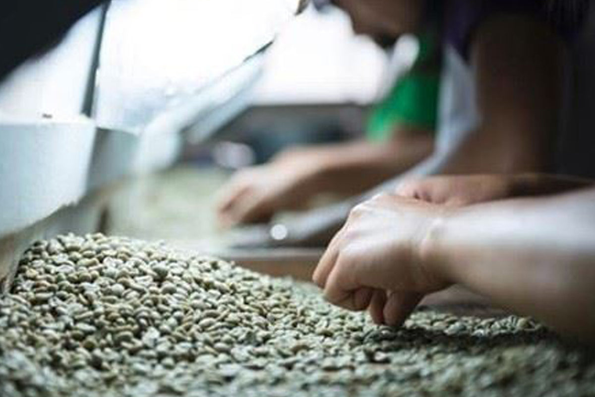 Sulawesi Kalossi
