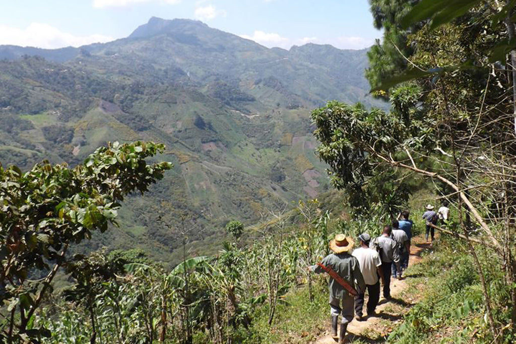 Organic Mexican Chiapas - Fair Trade