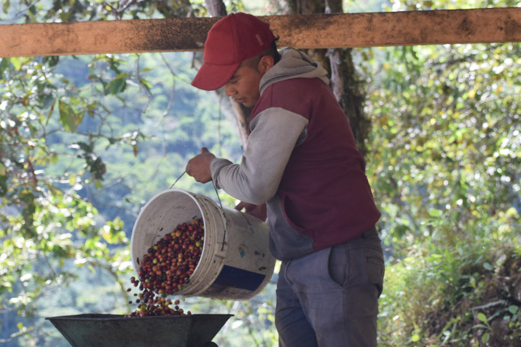 Organic Mexican Chiapas - Fair Trade