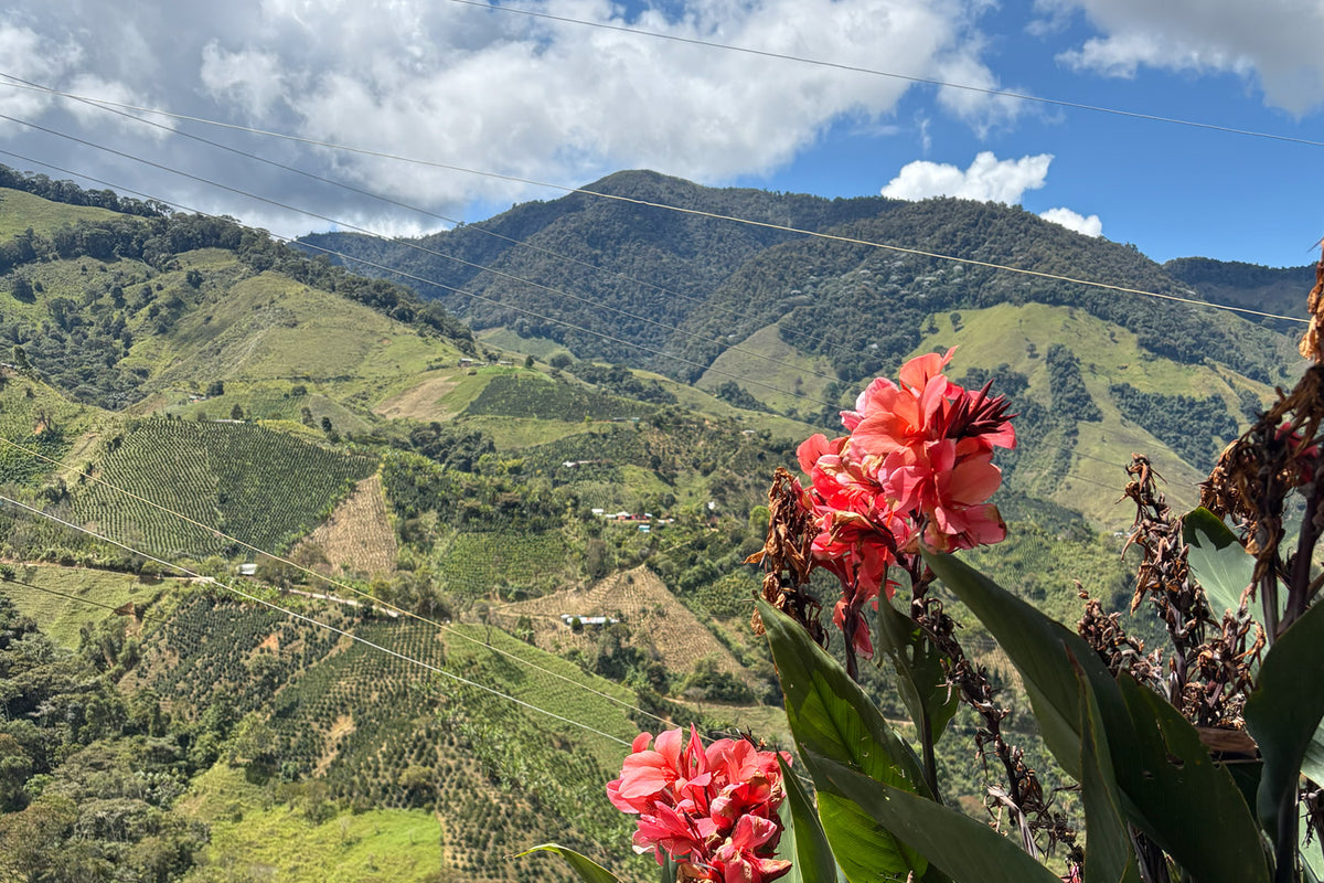Organic Colombian Huila - Fair Trade