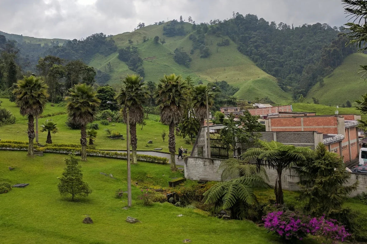 Decaf Colombian - Mountain Water Process
