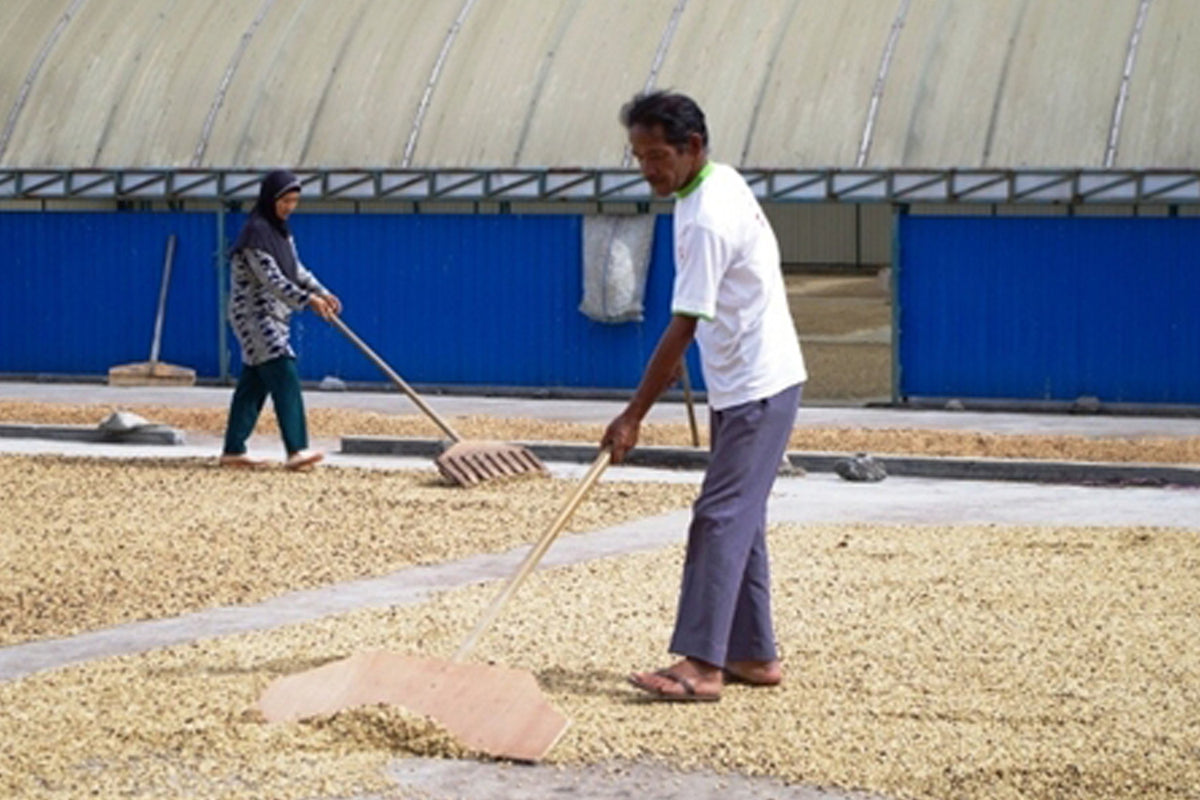 Decaf Sumatra - Mountain Water Process