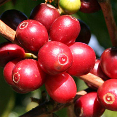 Organic Decaf Peru - Mountain Water Process