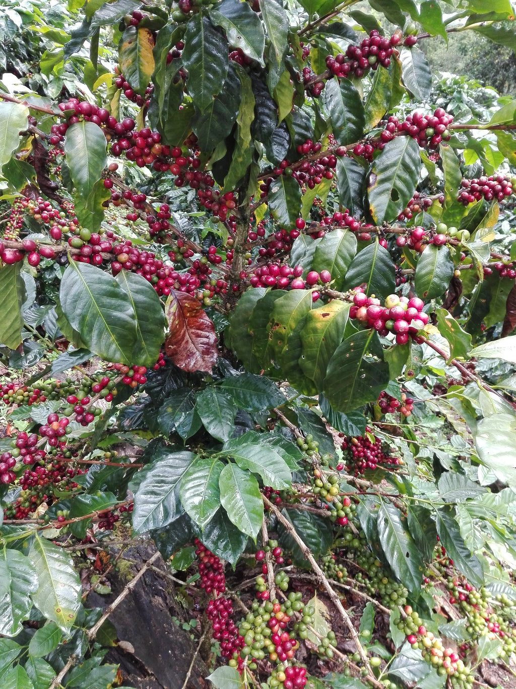 Organic Decaf Peru - Mountain Water Process