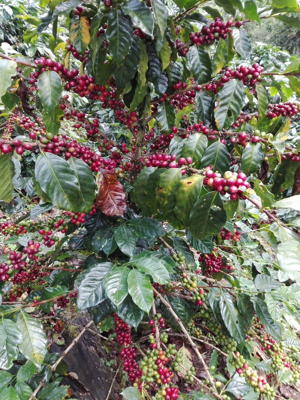 Organic Decaf Peru - Mountain Water Process