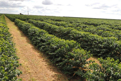 Decaf Brazil - Mountain Water Process