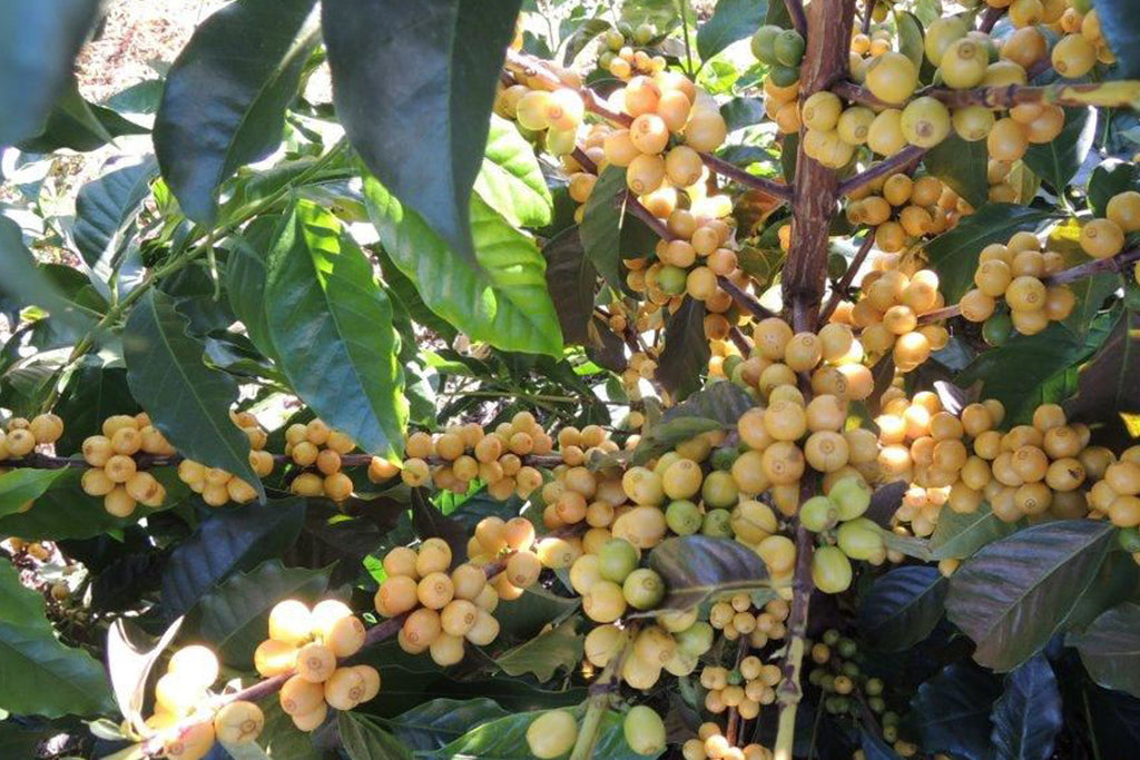 Decaf Brazil - Mountain Water Process