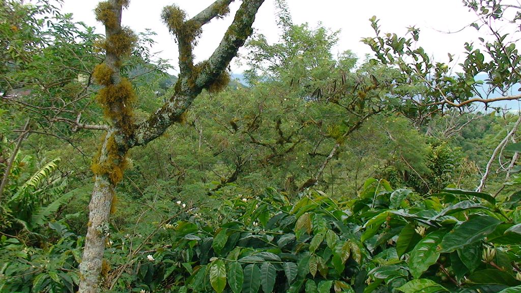 Sumatra Mandheling