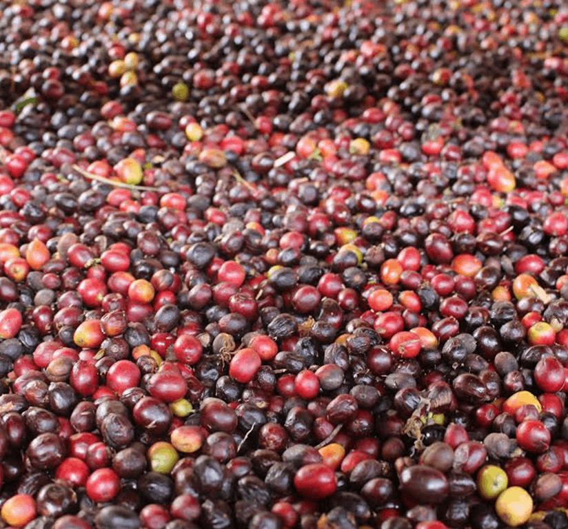 Colombian Supremo
