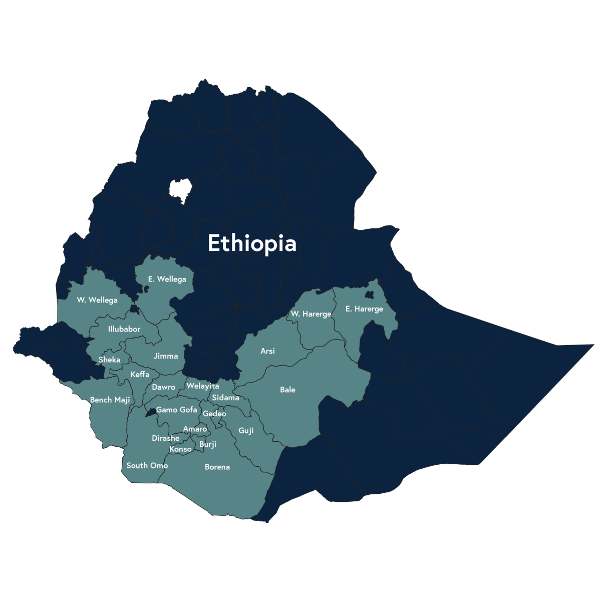 Ethiopian Harrar QUEEN CITY