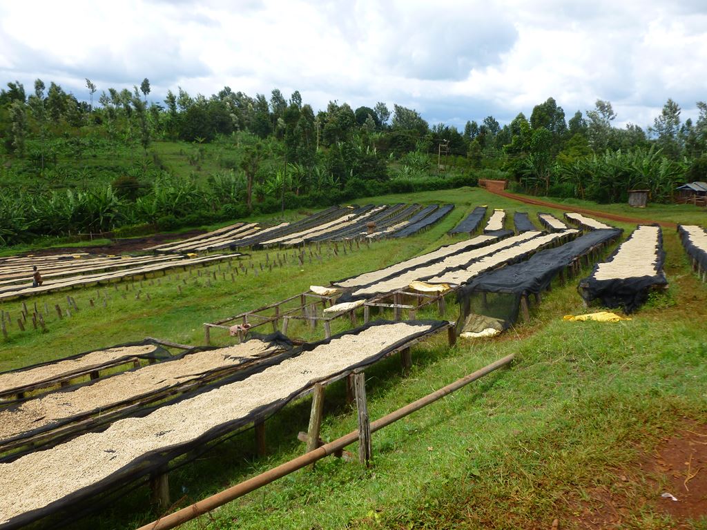 Kenya AA
