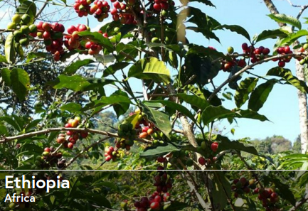 Ethiopian Yirgacheffe