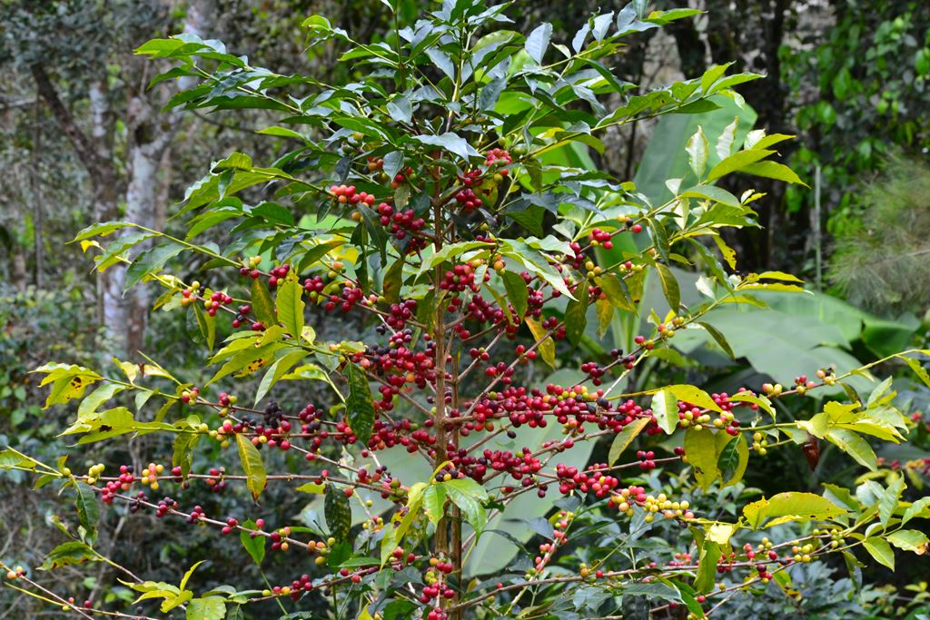 Organic Peru La Florida - Fair Trade